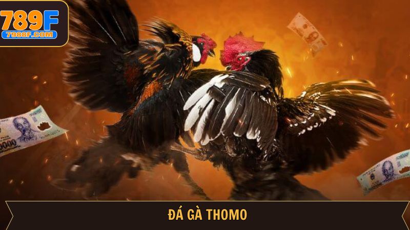 Đá Gà Thomo - Nơi Thỏa Mãn Đam Mê Chọi Kê Của Người Chơi